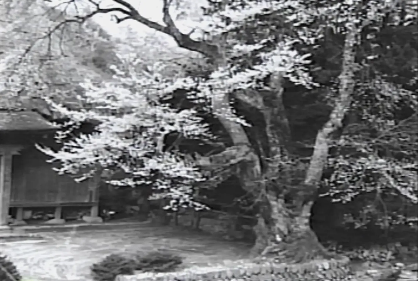 2本の桜には奇跡の物語がある