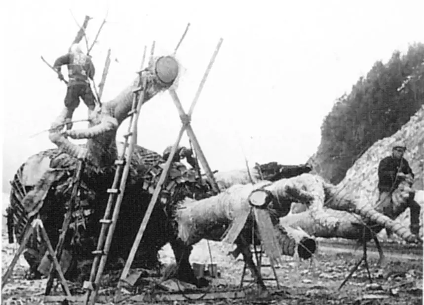 1960年に大規模な移植が行われた