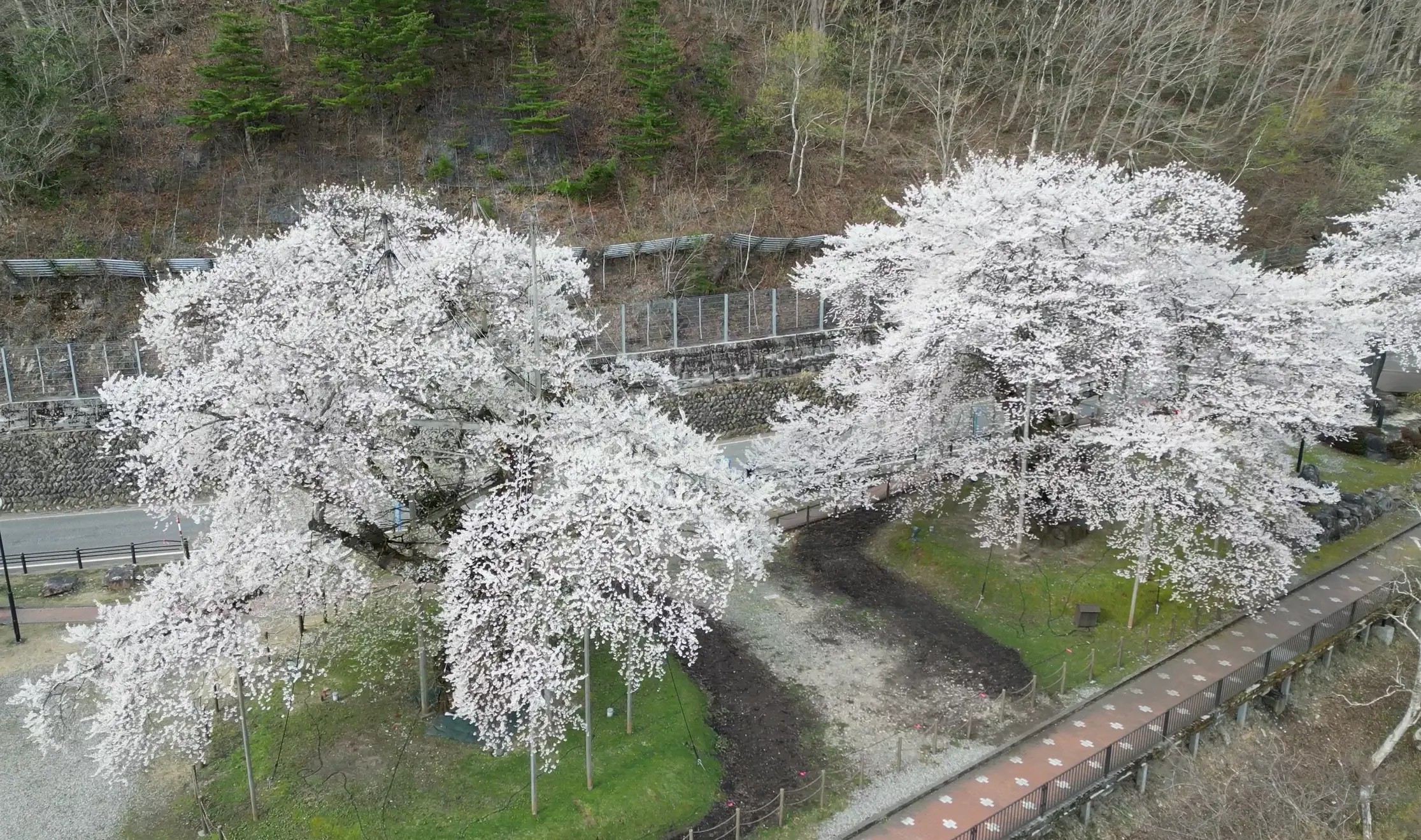 御母衣湖を背景に2本の老桜が立っている