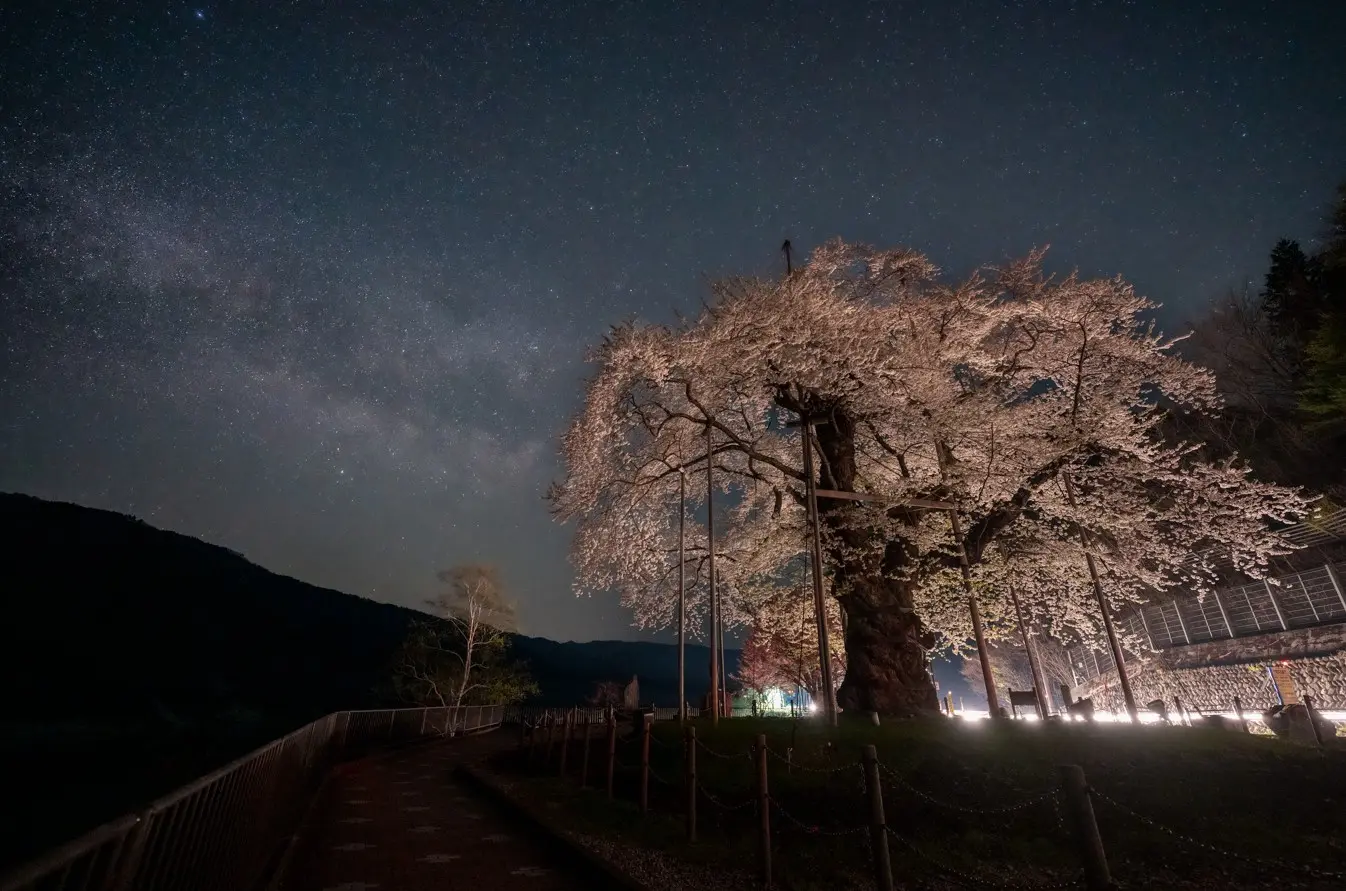 樹齢500年を超える幹の太さに圧倒される