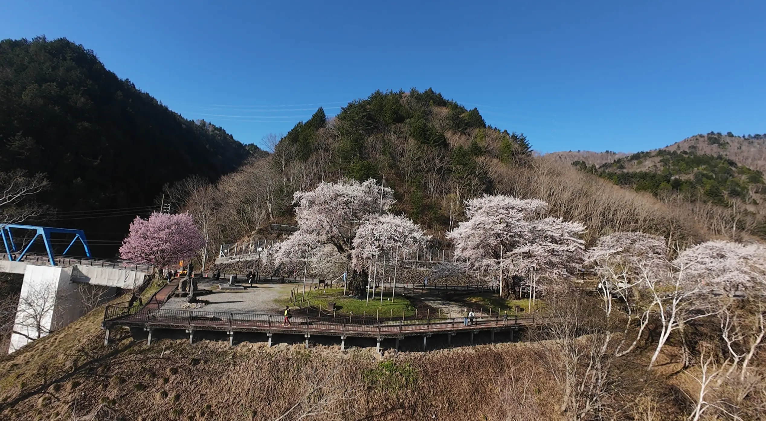 例年4月終わりから5月にかけて咲く