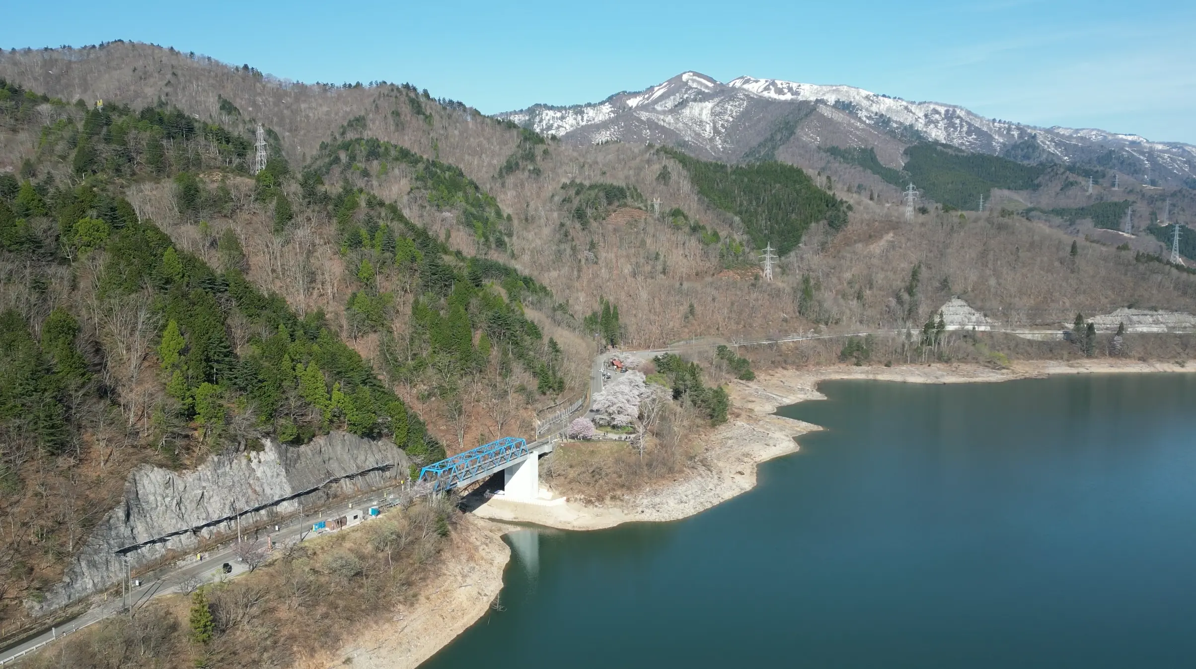 早い年だと4月中旬に開花する