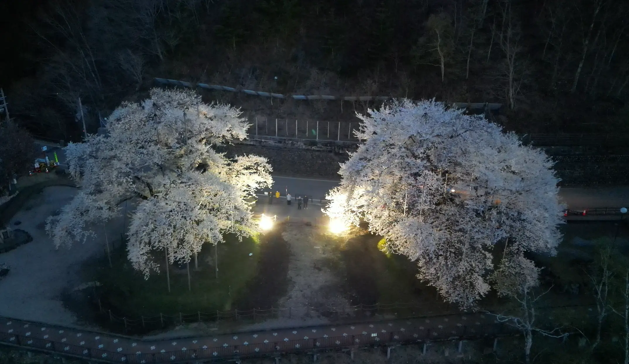 御母衣湖と桜を一緒に眺められる