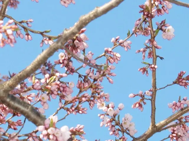 2年に一度綺麗に咲くと言われている