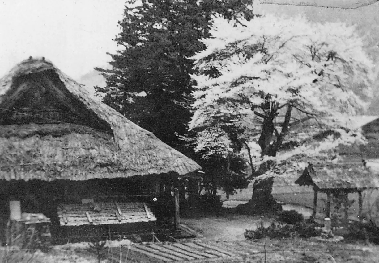 照蓮寺の桜